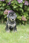 sitting Bedlington Terrier Puppy