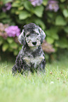 sitting Bedlington Terrier Puppy
