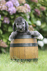 Bedlington Terrier Puppy