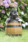 Bedlington Terrier Puppy