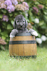 Bedlington Terrier Puppy