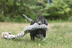 walking Bedlington Terrier Puppy