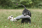 standing Bedlington Terrier Puppy