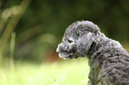 Bedlington Terrier Puppy portrait