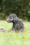sitting Bedlington Terrier Puppy