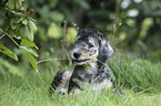 lying Bedlington Terrier Puppy