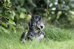 lying Bedlington Terrier Puppy
