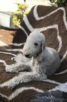 lying Bedlington Terrier
