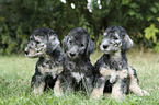 sitting Bedlington Terrier Puppies