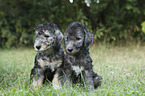 sitting Bedlington Terrier Puppies