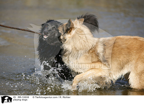 spielende Hunde / playing dogs / RR-10608