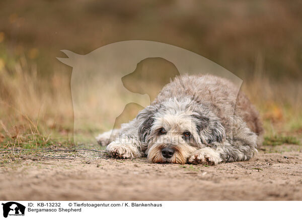 Bergamasker Hirtenhund / Bergamasco Shepherd / KB-13232
