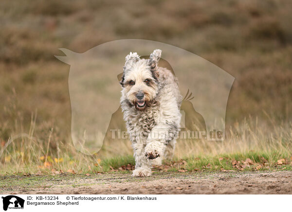 Bergamasco Shepherd / KB-13234