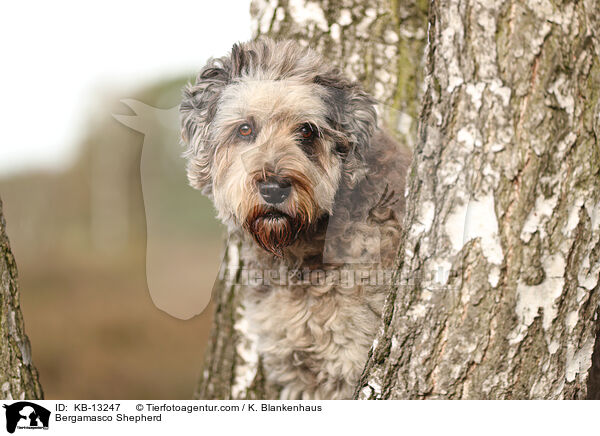 Bergamasco Shepherd / KB-13247