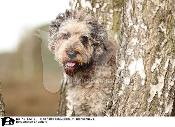 Bergamasco Shepherd / KB-13248