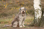 Bergamasco Shepherd