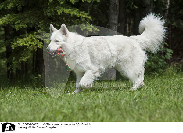 playing White Swiss Shepherd / SST-10427