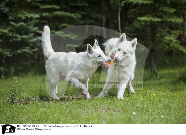White Swiss Shepherds / SST-10429