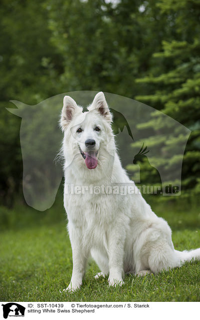 sitting White Swiss Shepherd / SST-10439