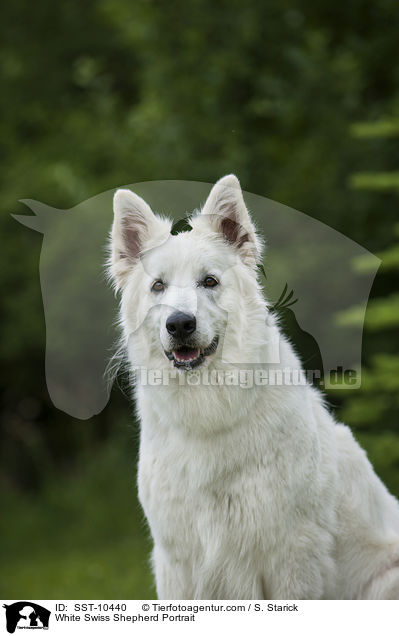 White Swiss Shepherd Portrait / SST-10440
