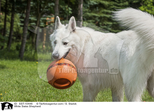 White Swiss Shepherd / SST-10446