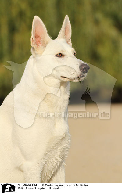 White Swiss Shepherd Portrait / MK-02714