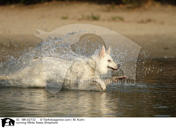 running White Swiss Shepherd / MK-02732
