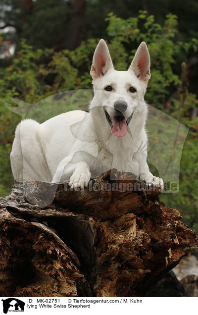 lying White Swiss Shepherd / MK-02751