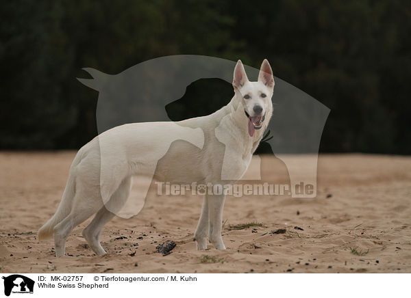 Weier Schweizer Schferhund / White Swiss Shepherd / MK-02757