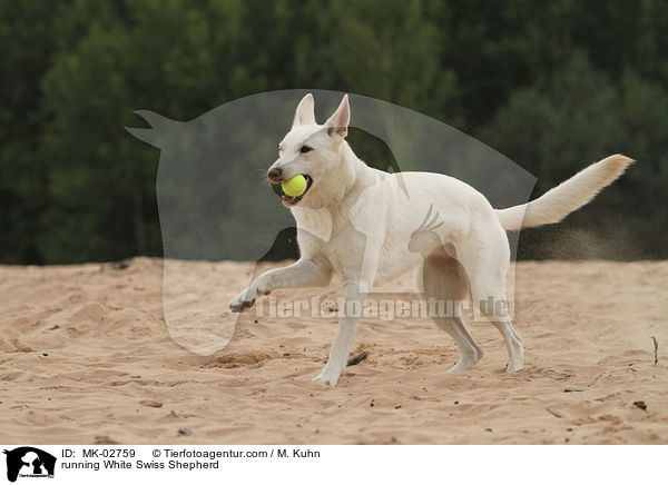 rennender Weier Schweizer Schferhund / running White Swiss Shepherd / MK-02759