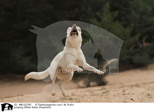 jumping White Swiss Shepherd / MK-02765
