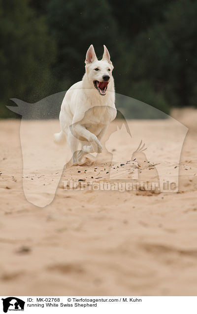 rennender Weier Schweizer Schferhund / running White Swiss Shepherd / MK-02768