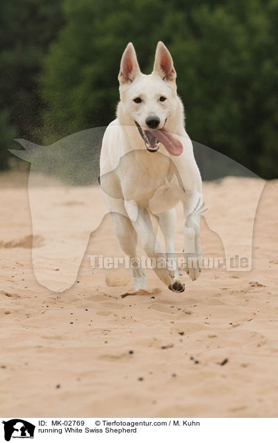 running White Swiss Shepherd / MK-02769