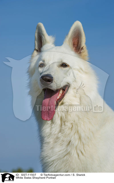White Swiss Shepherd Portrait / SST-11507