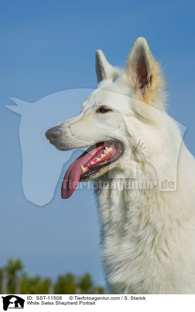 White Swiss Shepherd Portrait / SST-11508