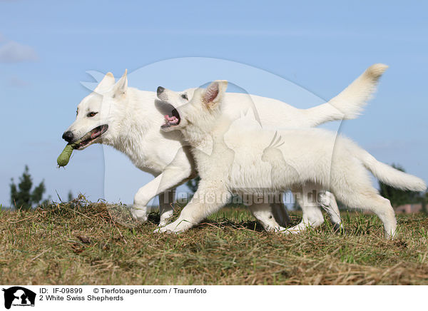 2 White Swiss Shepherds / IF-09899