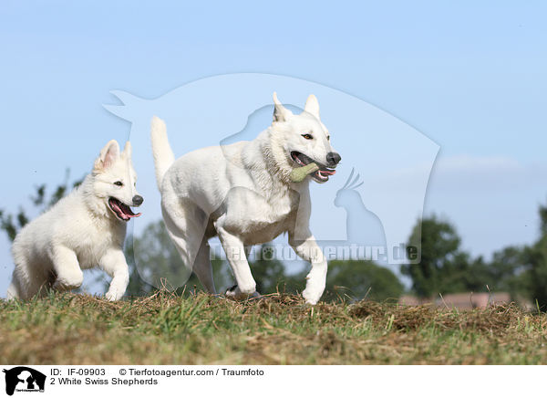 2 White Swiss Shepherds / IF-09903