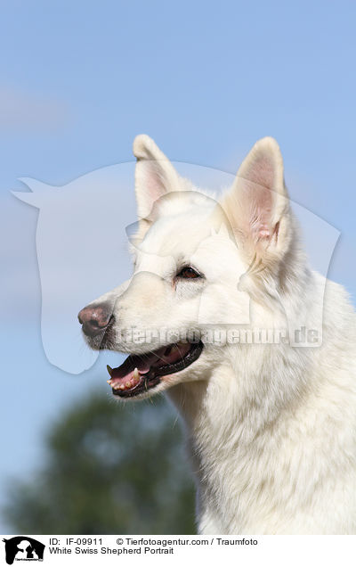 Weier Schweizer Schferhund Portrait / White Swiss Shepherd Portrait / IF-09911