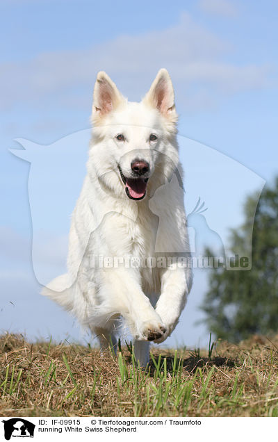 rennender Weier Schweizer Schferhund / running White Swiss Shepherd / IF-09915