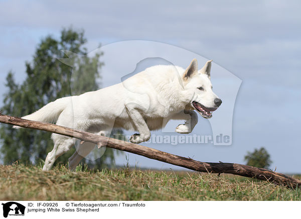 jumping White Swiss Shepherd / IF-09926