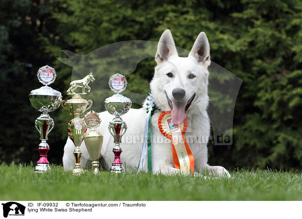 liegender Weier Schweizer Schferhund / lying White Swiss Shepherd / IF-09932