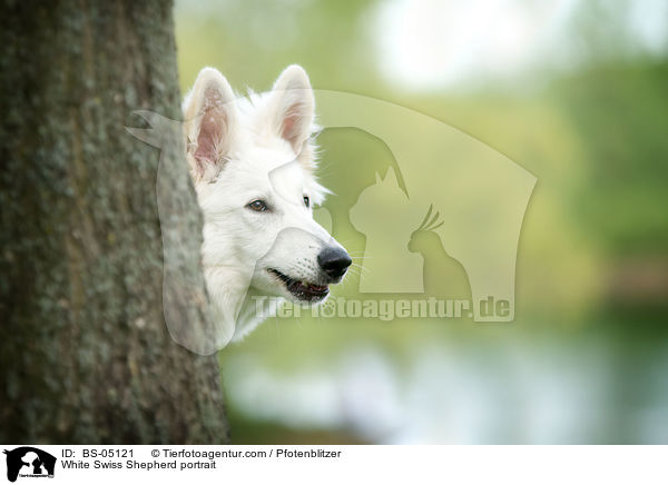 White Swiss Shepherd portrait / BS-05121
