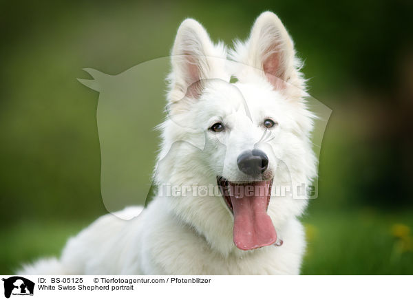 White Swiss Shepherd portrait / BS-05125