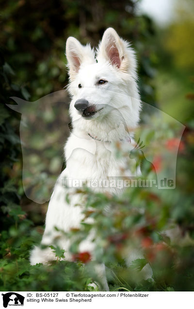 sitting White Swiss Shepherd / BS-05127