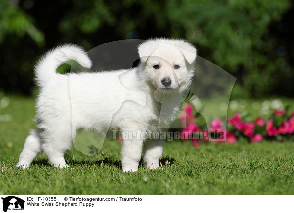 White Swiss Shepherd Puppy / IF-10355