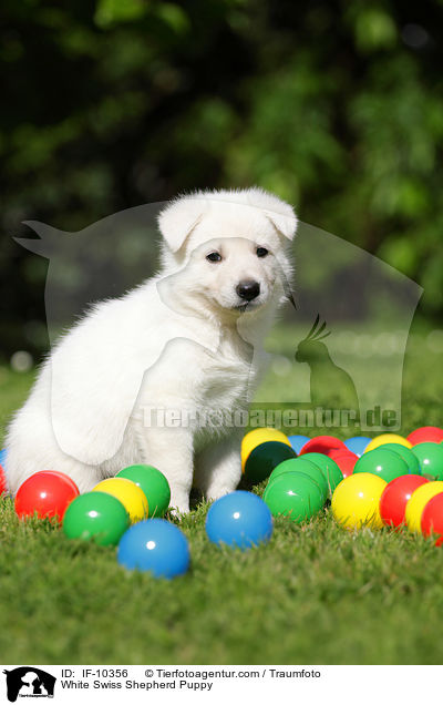 White Swiss Shepherd Puppy / IF-10356