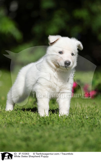 White Swiss Shepherd Puppy / IF-10363