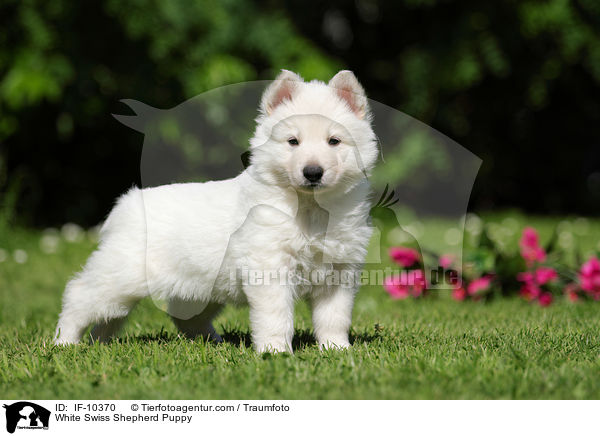 White Swiss Shepherd Puppy / IF-10370