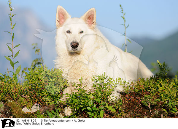 lying White Swiss Shepherd / AG-01805
