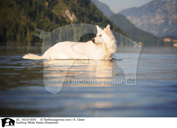 bathing White Swiss Shepherd / AG-01809